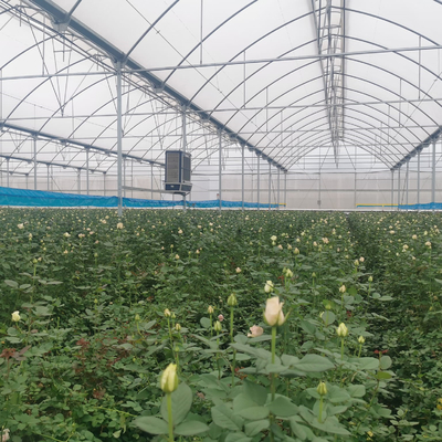 Seedbed Przedszkole Multi Span Tunnel Plastikowa szklarnia do sadzenia truskawek