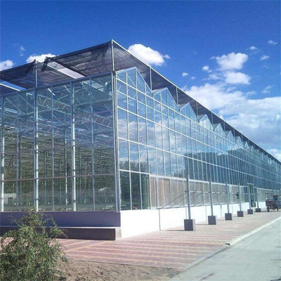 Szklarnia szklana Multi Span Venlo z hydroponicznym rozsadnikiem do pomidorów truskawkowych