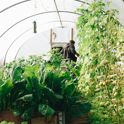 Tunel do wzrostu roślin pomidora Plastikowa folia szklarniowa pokrywająca promieniowanie UV