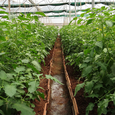 Tunel do wzrostu roślin pomidora Plastikowa folia szklarniowa pokrywająca promieniowanie UV