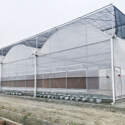 Pomidorowy komercyjny system hydroponiczny Wieloprzęsłowa szklarnia z systemami kontroli klimatu