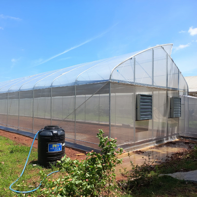 Folia UV Rolnictwo Górny tunel wentylacyjny Plastikowa szklarnia Pojedyncza rozpiętość Dostosowana