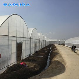 Prefabrykowane pomidory Tunel Plastikowa szklarnia / folia Multi Span Greenhouse