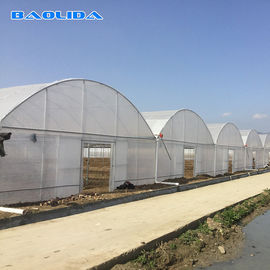 Wielkogabarytowa stalowa rama Multi Span Greenhouse do sadzenia warzyw pomidorowych