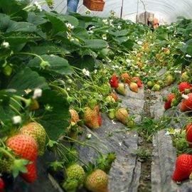 Prefabrykowane pomidory Tunel Plastikowa szklarnia / folia Multi Span Greenhouse