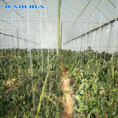 Rolnicza komercyjna przemysłowa plastikowa szklarnia wieloprzęsłowa do sadzenia pomidorów
