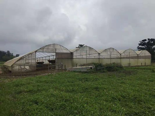 Farma drobiu Używana rolnicza plastikowa ciepła szklarnia chroni przed deszczem