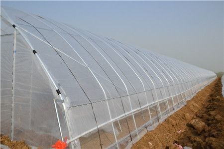 Pojedynczy tunel warzywny z tworzywa sztucznego do uprawy rolnej ocynkowany
