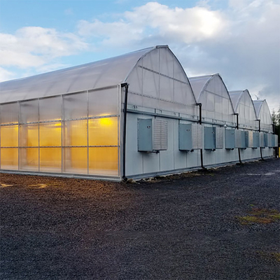 Multi Span Automated Blackout Greenhouse Szerokość 30 stóp do wzrostu roślin