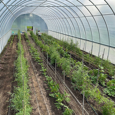 ocynkowana rura stalowa Jednoprzęsłowa folia Tunel komercyjny Plastikowa szklarnia do uprawy roślin rolniczych