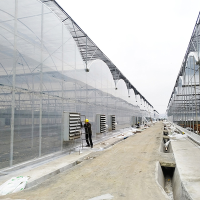 Odporna na wiatr, wysokiej jakości plastikowa folia do wzrostu upraw 8 Mil Multi Span Greenhouse