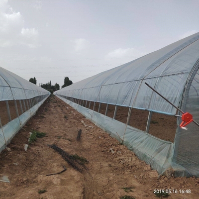 Rolnictwo Rolnictwo Uprawa tunelu Folia z tworzywa sztucznego Szklarnia do uprawy papryki