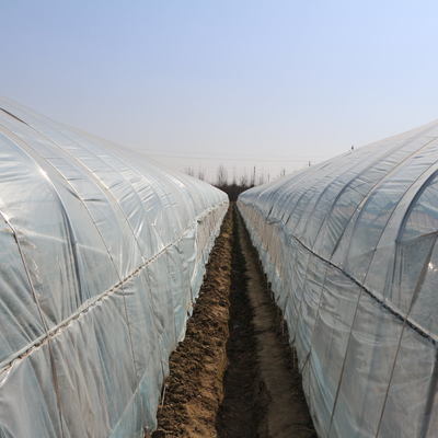 Rolnictwo Szklarnia z pojedynczym tunelem z folii z tworzywa sztucznego do uprawy truskawek