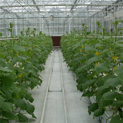 Izolowana szklarnia ze szkła hartowanego Sunlight Venlo cieplarnianych dla ogrodnictwa