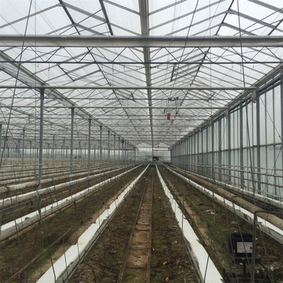 Rolnictwo Multi Span Automatyczna szklarnia Venlo Glass do uprawy warzyw