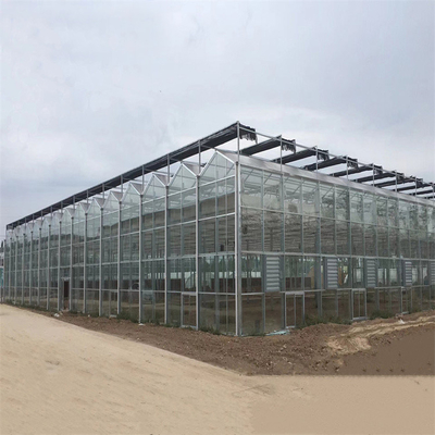 Rolnictwo Multi Span Automatyczna szklarnia Venlo Glass do uprawy warzyw