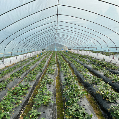 Warzywa Rosnące jednoprzęsłowe Rolnictwo Szklarnia Wysoki tunel do sadzonek