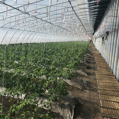 Rolnictwo Pomidorowa pasywna szklarnia słoneczna z systemem grzewczym