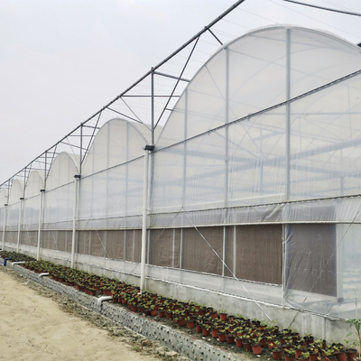 Projekty pod klucz Zainstalowano komercyjną hydroponiczną folię z tworzywa sztucznego Zielony dom Wieloprzęsłowe szklarnie rolnicze