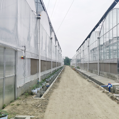 Wysoki tunel Duży zielony dom Szklarnia rolnicza Wieloprzęsłowe szklarnie hydroponiczne