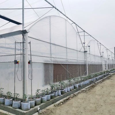 Projekty pod klucz Zainstalowano komercyjną hydroponiczną folię z tworzywa sztucznego Zielony dom Wieloprzęsłowe szklarnie rolnicze