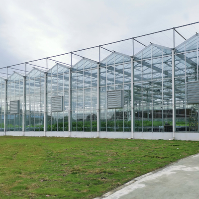 Wieloprzęsłowe szklarnie rolnicze Szklarnia ze szkła hartowanego Venlo z hydroponicznym systemem uprawy
