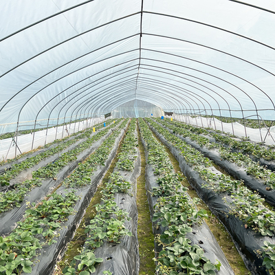 Gorąca sprzedaż Szklarnia Poly Tunnel Strawberry Agricultural Single-span Szklarnia do uprawy truskawek