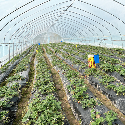 Gorąca sprzedaż Szklarnia Poly Tunnel Strawberry Agricultural Single-span Szklarnia do uprawy truskawek