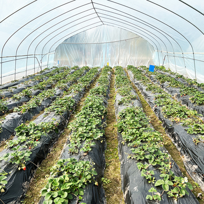 Gorąca sprzedaż Szklarnia Poly Tunnel Strawberry Agricultural Single-span Szklarnia do uprawy truskawek