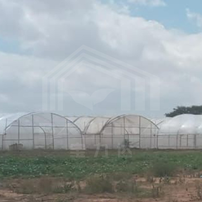 Galwanizowana ramka tunelowa szklarni dla efektywnej produkcji warzyw