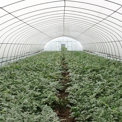 Galwanizowana ramka tunelowa szklarni dla efektywnej produkcji warzyw