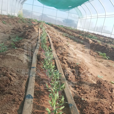 Galwanizowana ramka tunelowa szklarni dla efektywnej produkcji warzyw