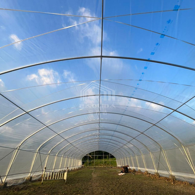 Wielofunkcyjna szklarniana tunel 6x15m z doskonałą transmisją światła