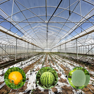 24m x 40m wielowymiarowa szklarni z 150 mikron PE film pokrywa