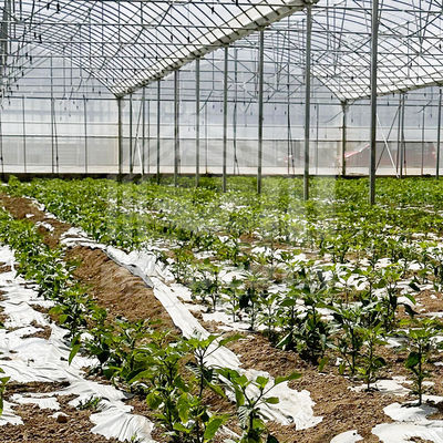 24m x 40m wielowymiarowa szklarni z 150 mikron PE film pokrywa