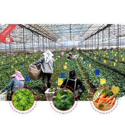 Duża szklarniowa folia PE 50m Długość 7-10m Szerokość przedziału