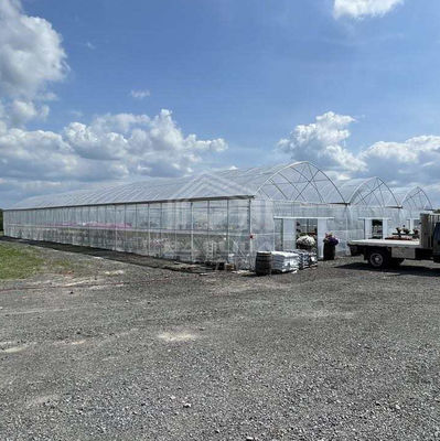 Wielkie wielowymiarowe szklarni PE 50-100m Długość 7-10m Szerokość