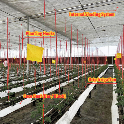 Szklarnia z ramą ze stali ocynkowanej o rozpiętości 6m-12m z folią PE 150/200 mikronów