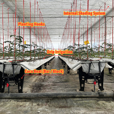 Szklarnia z ramą ze stali ocynkowanej o rozpiętości 6m-12m z folią PE 150/200 mikronów