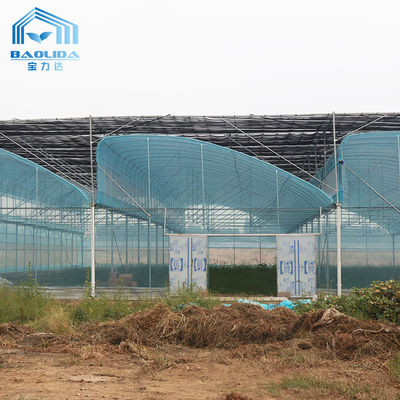 Duża wielospanowa cieplarniana PE 6-12m szerokość 10 lat gwarancja