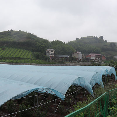 Large Size Multi-Span Greenhouse with PE Material for Grape and Cherry Cultivation