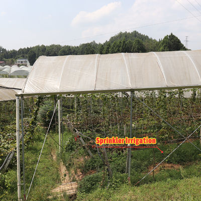 Large Size Rain Shelter Greenhouse with PE Film Covering and Hot Galvanized Steel Frame for Plants Cultivation