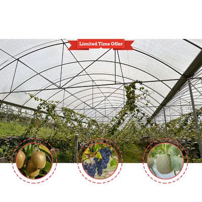 Large Size Rain Shelter Greenhouse with PE Film Covering and Hot Galvanized Steel Frame for Plants Cultivation