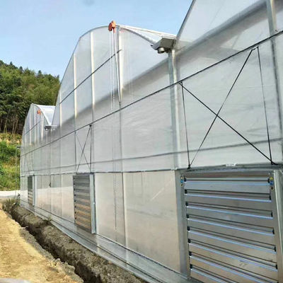 Automatyczna kontrola Folia polietylenowa Ochrona przed promieniowaniem UV Wieloprzęsłowa szklarnia do uprawy roślin