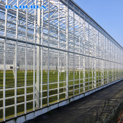 Szklana szklarnia tunelowa Venlo W pełni automatyczna kontrola klimatu