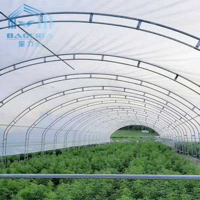 Folia PE Uprawa kapusty Rolnictwo Jednoprzęsłowy tunel o szerokości 10 m Szklarnia z tworzywa sztucznego