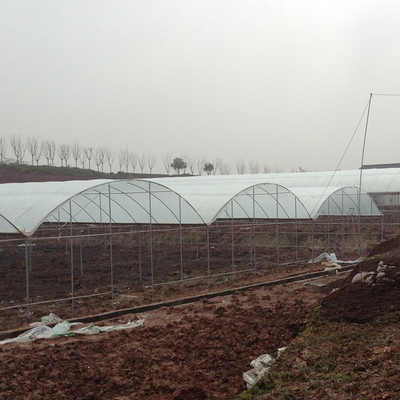 Plastikowa folia szklarnia Multi Span Rain Shelter Greenhouse do uprawy śliwki