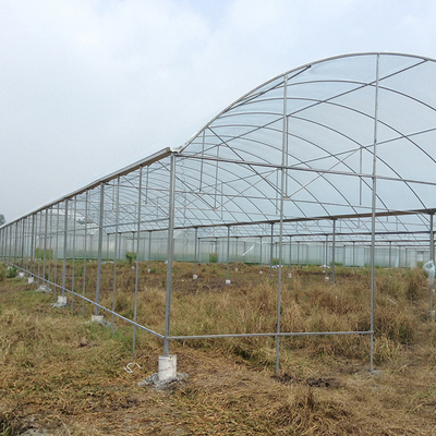 Plastikowa folia szklarnia Multi Span Rain Shelter Greenhouse do uprawy śliwki