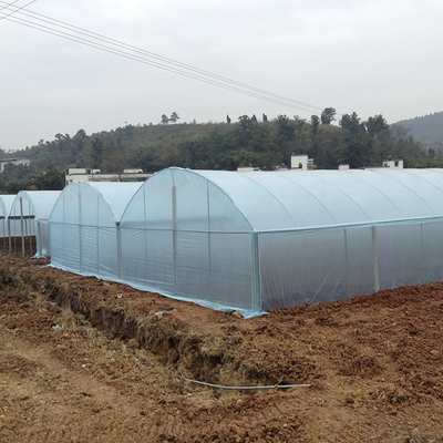 Rolnictwo Folia z tworzywa sztucznego Multi Span Greenhouse Tomato Truskawka Hydroponic
