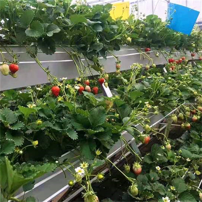Strawberry Plant Greenhouse Poly Film Tunel Arch Folia z tworzywa sztucznego